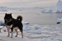 Um Greenland Husky, animal mais popular em Ilulissat, na Groelândia